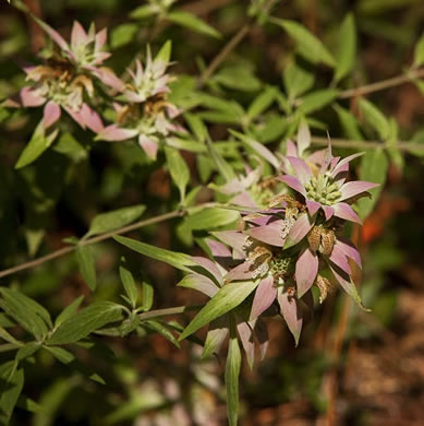 Eastern Horsemint