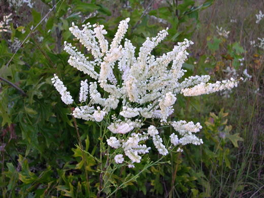 image of Polygonella americana, Southern Jointweed, Showy Jointweed