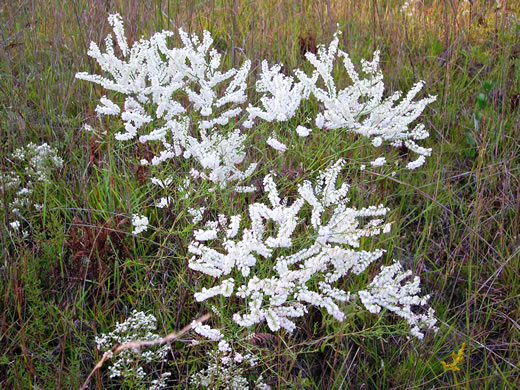 image of Polygonella americana, Southern Jointweed, Showy Jointweed
