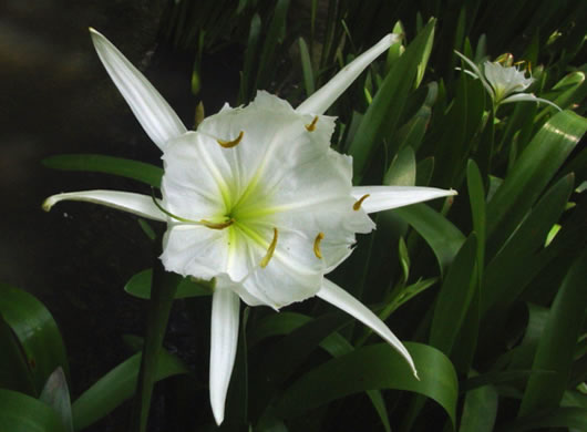 Rocky-shoals Spiderlily