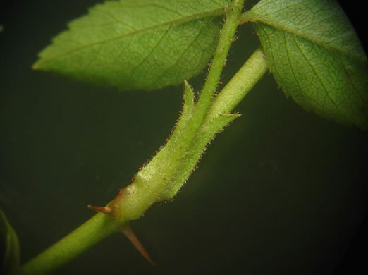 image of Rosa carolina ssp. carolina, Carolina Rose