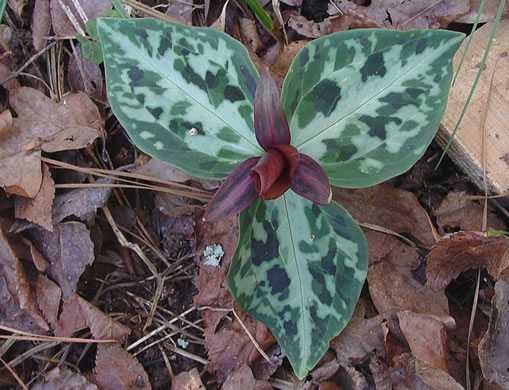 image of Trillium reliquum, Relict Trillium