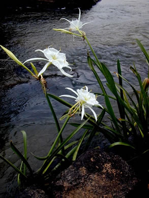 image of Hymenocallis coronaria, Rocky-shoals Spiderlily, Catawba Spiderlily, Carolina Spiderlily, Cahaba Lily