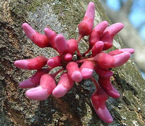 sepals or bracts of Cercis canadensis, Eastern Redbud, Judas Tree
