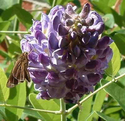 Wisteria frutescens var. frutescens, American Wisteria, Swamp Wisteria, Atlantic Wisteria