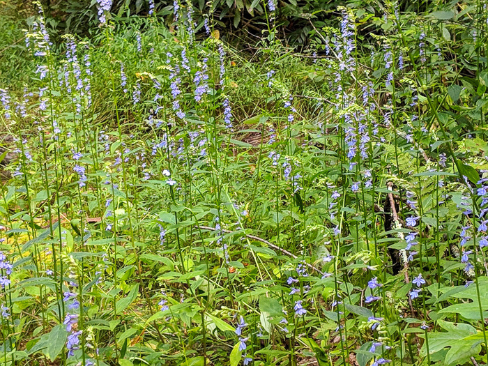 image of Lobelia amoena, Southern Lobelia