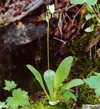 Eastern Shooting Star