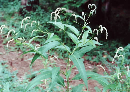 image of Persicaria lapathifolia, Dockleaf Smartweed, Willow-weed, Pale Smartweed