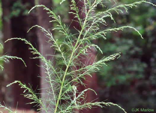 image of Eupatorium capillifolium, Common Dog-fennel, Summer Cedar, Yankeeweed