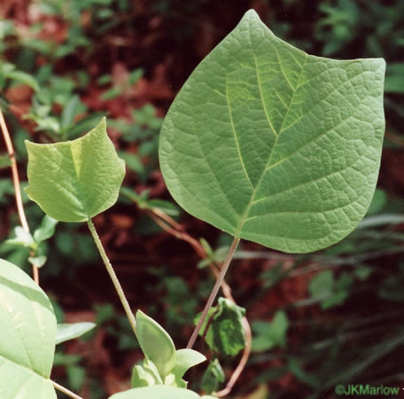image of Liriodendron tulipifera var. tulipifera, Tuliptree, Yellow Poplar, Whitewood