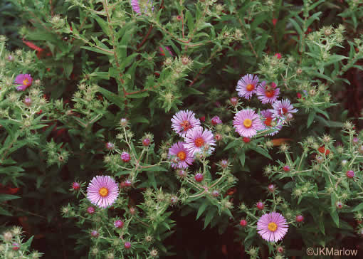 image of Symphyotrichum novae-angliae, New England Aster, Michaelmas-daisy
