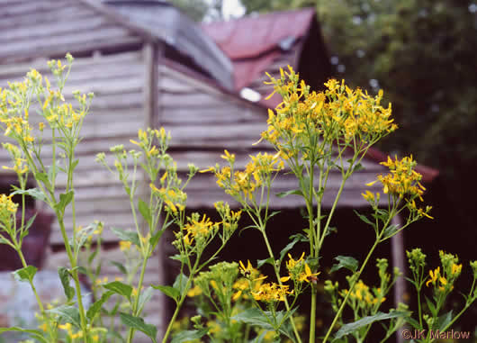 image of Verbesina occidentalis, Southern Crownbeard, Yellow Crownbeard