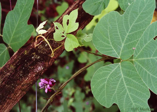 image of Pueraria montana var. lobata, Kudzu, Foot-a-Day