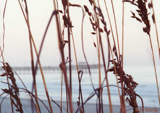 image of Uniola paniculata, Sea Oats