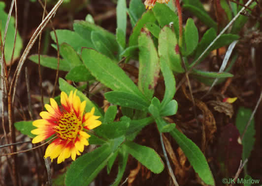 image of Gaillardia pulchella var. drummondii, Beach Blanket-flower, Gaillardia, Firewheel, Indian Blanket Flower