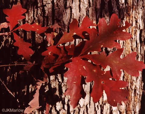 image of Quercus alba, White Oak