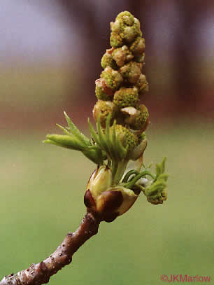 image of Liquidambar styraciflua, Sweetgum