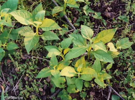 image of Verbesina occidentalis, Southern Crownbeard, Yellow Crownbeard