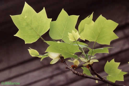 image of Liriodendron tulipifera var. tulipifera, Tuliptree, Yellow Poplar, Whitewood