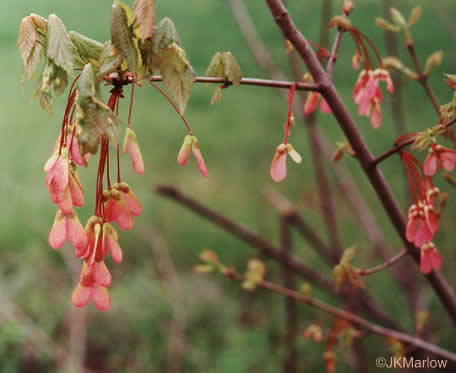 image of Acer rubrum var. rubrum, Eastern Red Maple