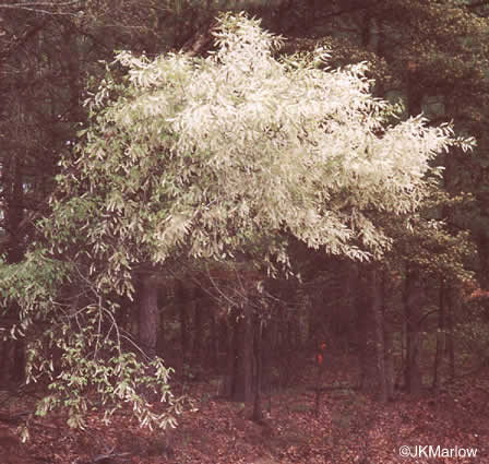 image of Prunus serotina var. serotina, Black Cherry, Eastern Wild Black Cherry, Bird Cherry