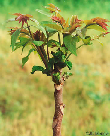 image of Ailanthus altissima, Ailanthus, Tree-of-heaven, Stink-tree