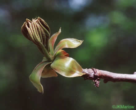 image of Carya tomentosa, Mockernut Hickory, White Hickory