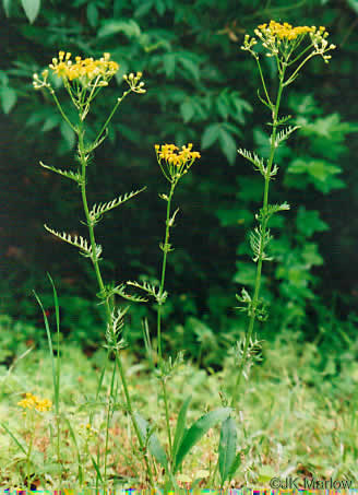 image of Packera anonyma, Small's Ragwort, Squaw-weed, Appalachian Ragwort