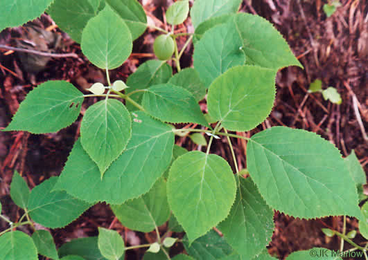 image of Hydrangea radiata, Snowy Hydrangea, Silverleaf Hydrangea