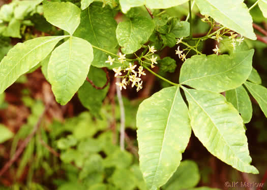 Ptelea trifoliata, Wafer-ash, Hoptree