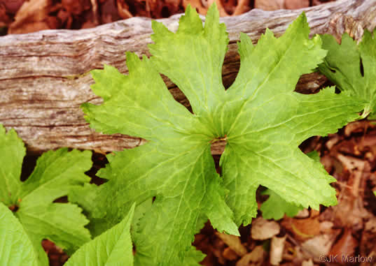 image of Trautvetteria caroliniensis, Carolina Tassel-rue, Carolina Bugbane, False Bugbane