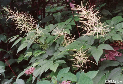 image of Aruncus dioicus var. dioicus, Eastern Goatsbeard, Bride's Feathers