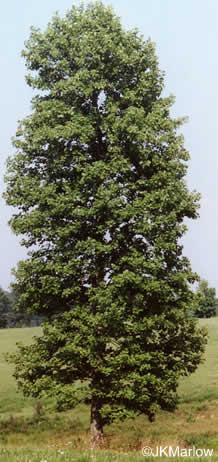 image of Liriodendron tulipifera var. tulipifera, Tuliptree, Yellow Poplar, Whitewood