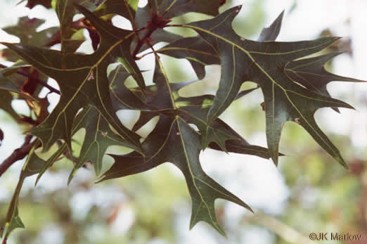 image of Quercus laevis, Turkey Oak