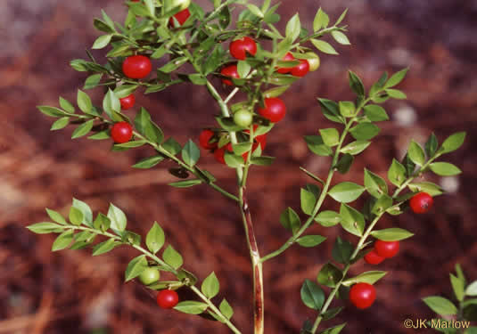 image of Ruscus aculeatus, Butcher's Broom, Knee Holly