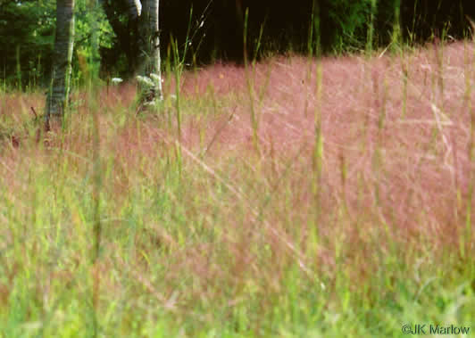 flower of Eragrostis spectabilis, Purple Lovegrass, Tumblegrass