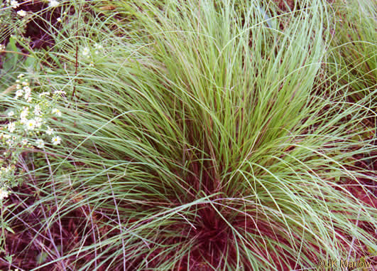 image of Eragrostis curvula, Weeping Lovegrass