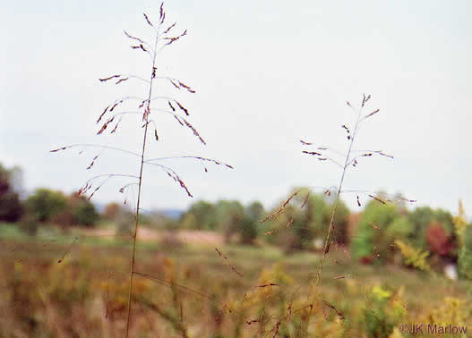 image of Tridens flavus, Purpletop, Purpletop Tridens, Greasy Grass, Tall Redtop