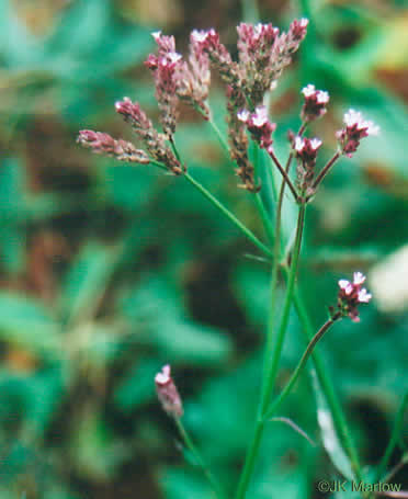 image of Verbena brasiliensis, Brazilian Vervain