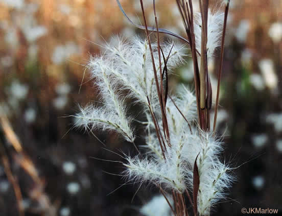 Split-beard Bluestem (Andropogon ternarius)