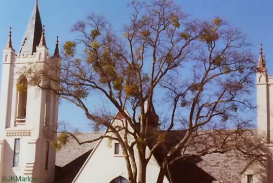 image of Phoradendron leucarpum ssp. leucarpum, American Mistletoe, Christmas Mistletoe