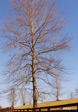 image of Liriodendron tulipifera var. tulipifera, Tulip-tree, Yellow Poplar, Whitewood