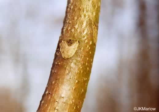 image of Ailanthus altissima, Ailanthus, Tree-of-heaven, Stink-tree