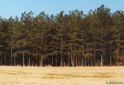 image of Pinus taeda, Loblolly Pine, Old Field Pine