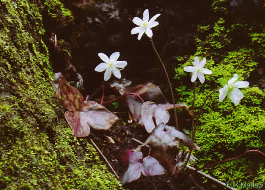 image of Hepatica acutiloba, Sharp-lobed Hepatica, Sharp-lobed Liverleaf