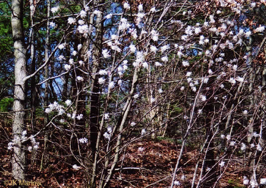 image of Amelanchier arborea, Downy Serviceberry, Sarvisberry