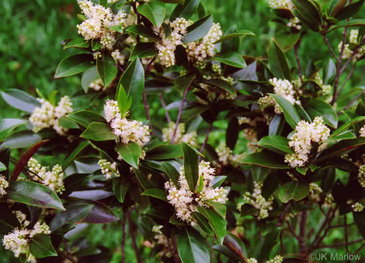 image of Prunus caroliniana, Carolina Cherry Laurel, Carolina Laurel Cherry