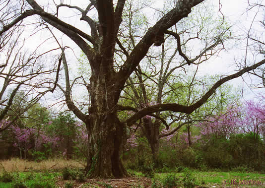 image of Tilia americana var. americana, American Basswood, Northern Basswood