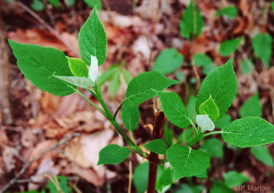 image of Hydrangea radiata, Snowy Hydrangea, Silverleaf Hydrangea