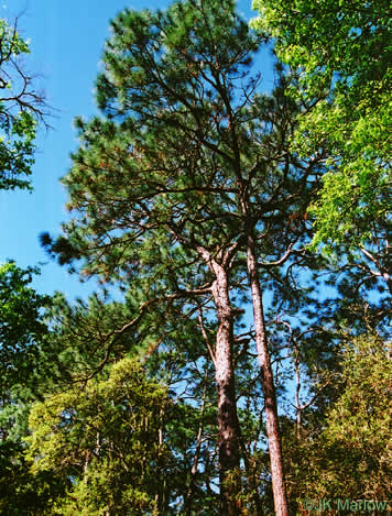 image of Pinus elliottii, Slash Pine